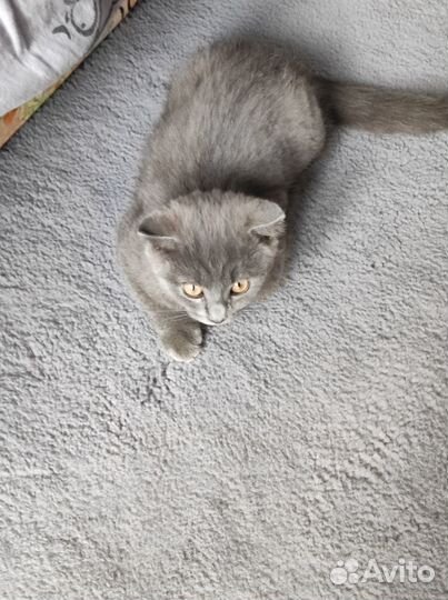 Отдадим котика