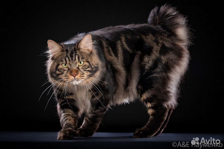 Вязка. Курильский бобтейл