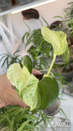 Сциндапсусы и эпипремнумы