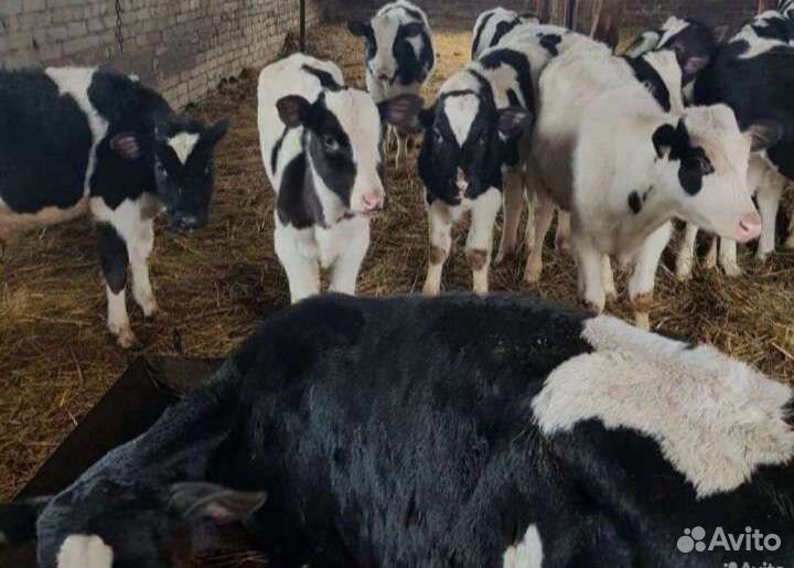 Телята бычки
