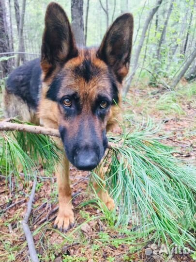 Немецкая овчарка