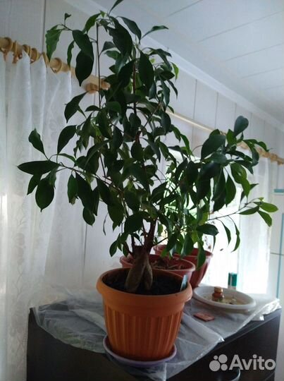 Фикус микрокарпа Гинсенг(укоренённые черенки)