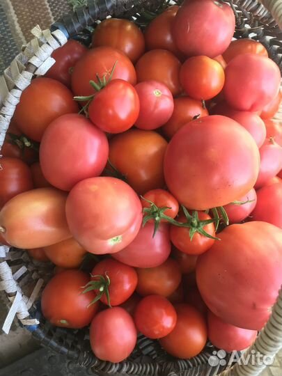 Помидоры домашние