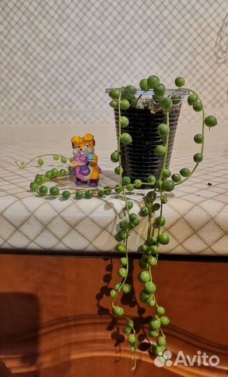 Крестовник роули