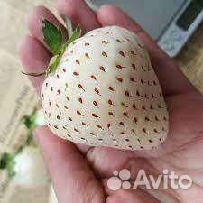 Рассада клубники