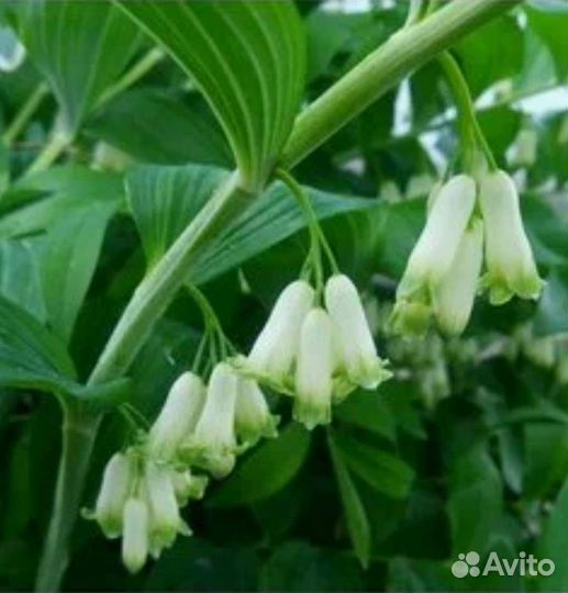 Ландыши садовые