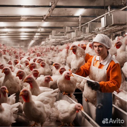 Разнорабочие на Птицеферму в Бийск, Вахта