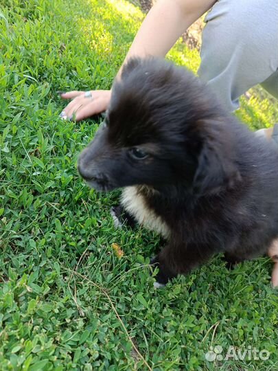 Маленькая собака в добрые руки бесплатно