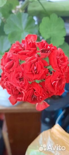 Пеларгония герань