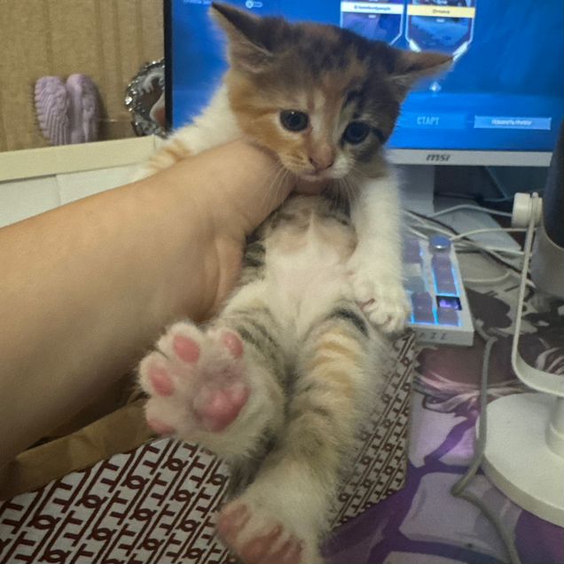 Котёнок в добрые руки