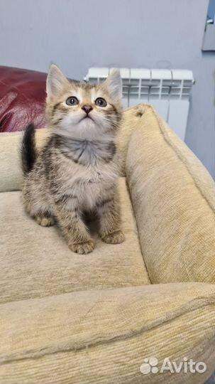 Котенок мальчик бесплатно в добрые руки