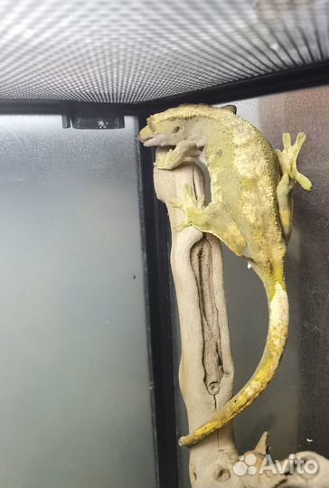 Ресничный бананоед. Девочка