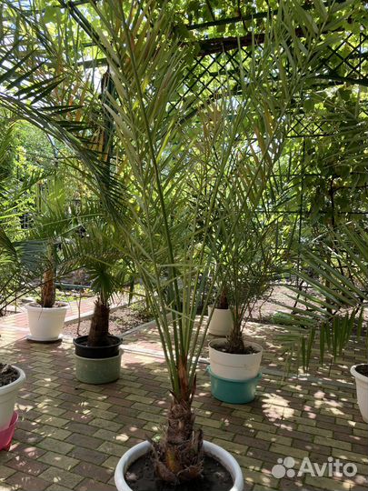 Пальмы, драцена, монстера