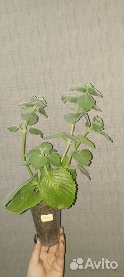 Продам комнатную мяту