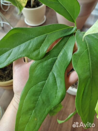 Антуриум Клавигерум