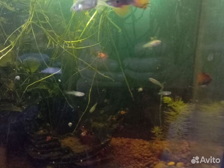 Аквариумные рыбки гуппи подростки