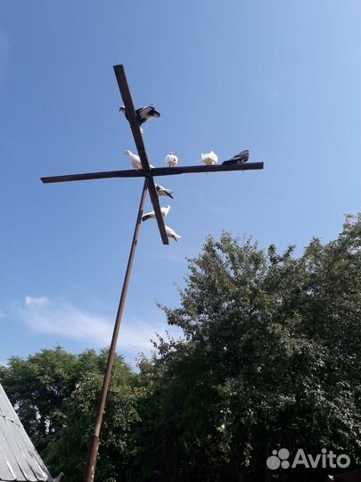 Голуби бакинцы классика, шейки, пёрые