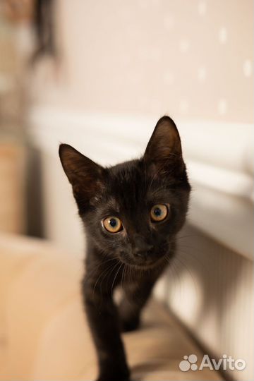 Отдам в добрые руки