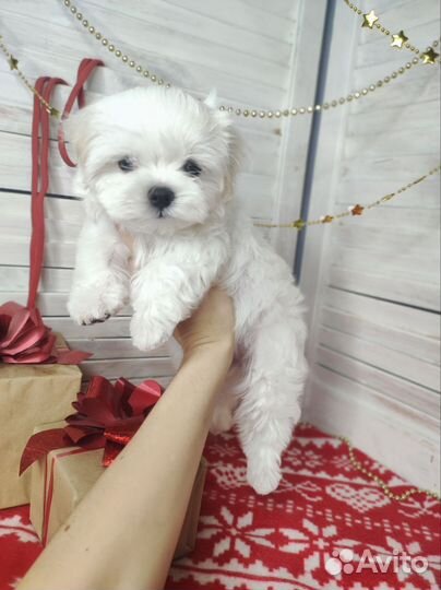 Мальтезе девочка