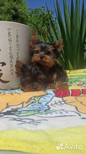 Йоркширский терьер