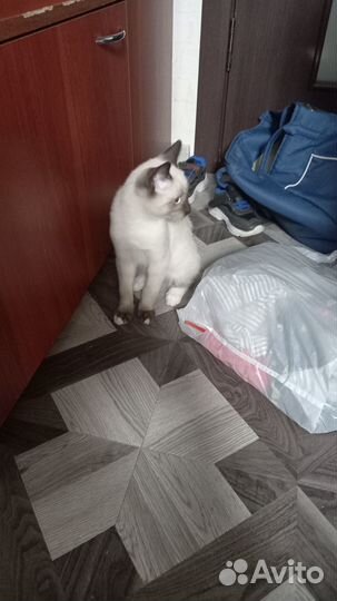 Отдам котенка в добрые руки