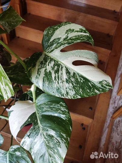 Монстера вариегатная альба