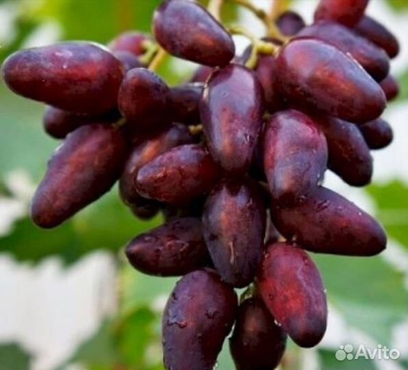 Виноград, вишня, шелковица и др