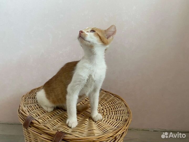 Котик 4 месяца