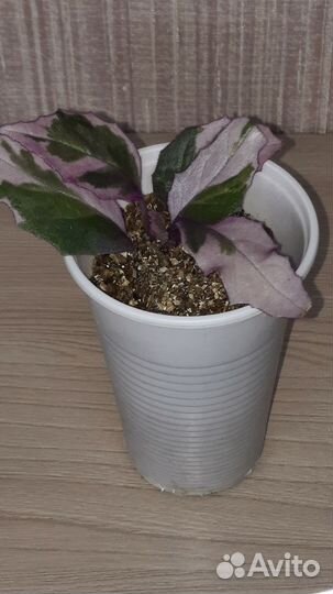 Гинура вариегатная