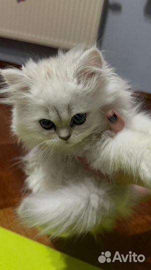 Персидская шиншилла