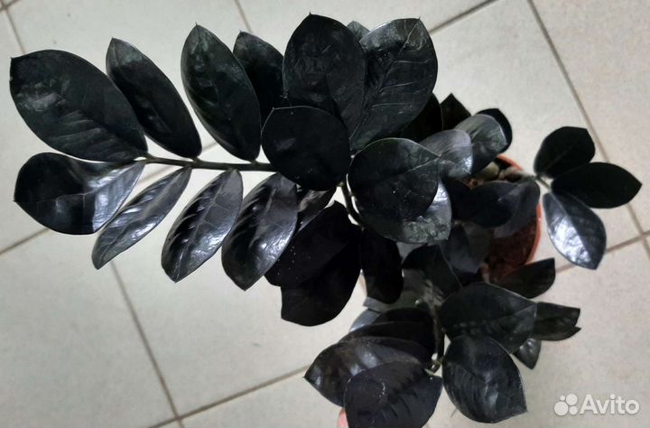 Замиокулькас Черный Ворон (Raven), Зензи