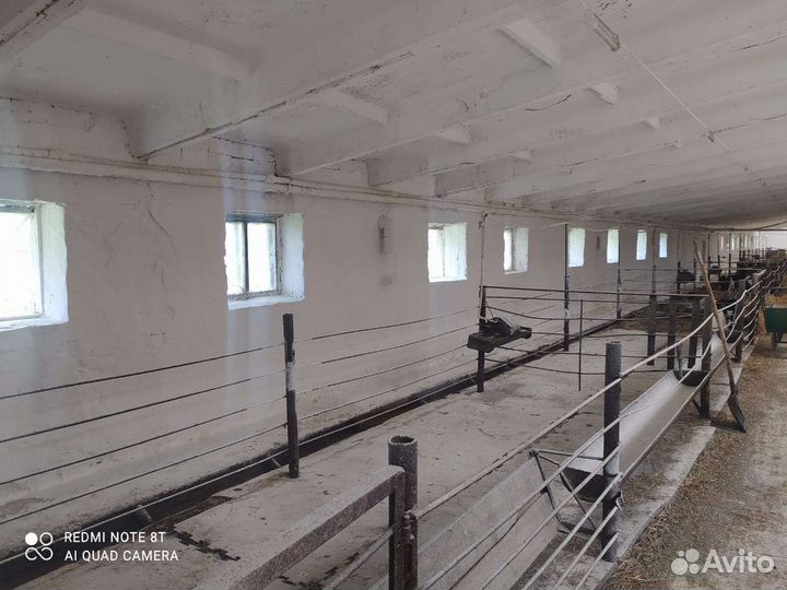 Побелка известью(дезинфекция)