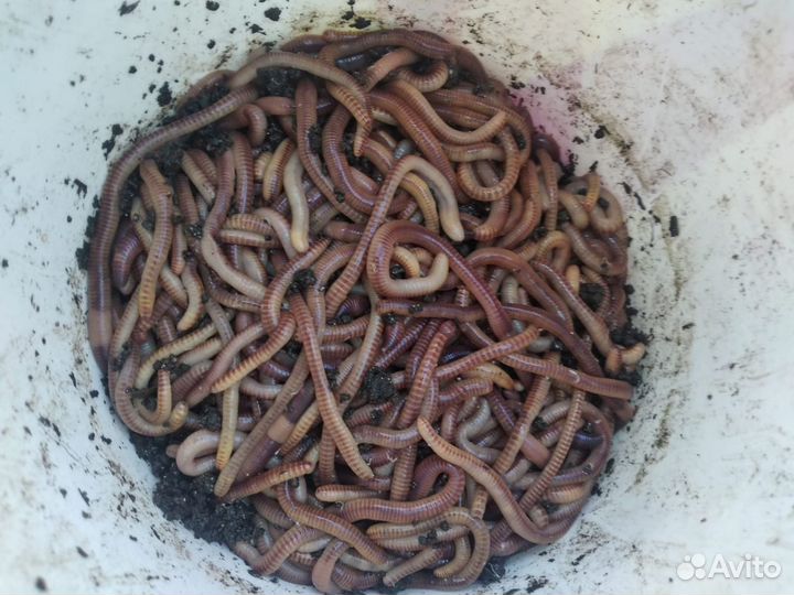 Черви дендробена