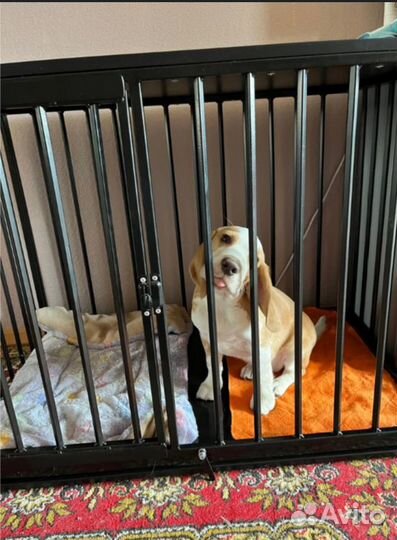 Клетка для собак, кошек / сделано в россии (новая)