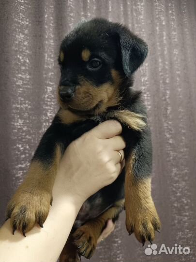 Продам щенка