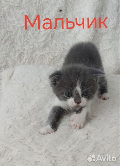 Отдать котят в хорошие, добрые нежные руки