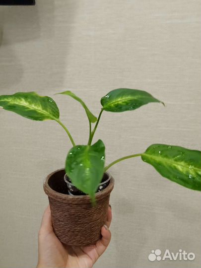 Дифенбахия Камилла