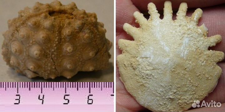 Окаменелые морские ежи и их иглы