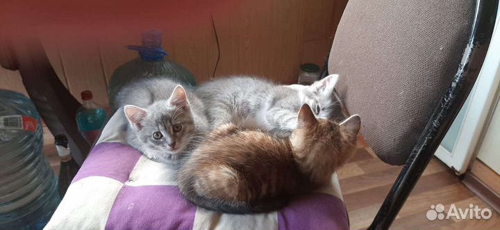 Котята в добрые руки