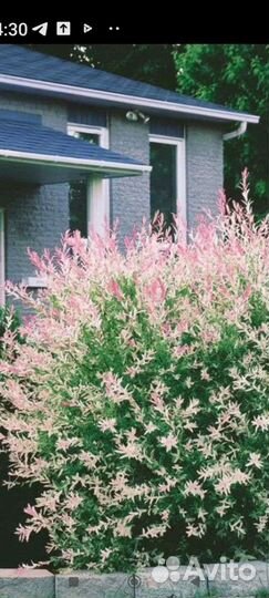 Ива Хакуро Нишики