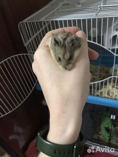 Джунгарские хомяки