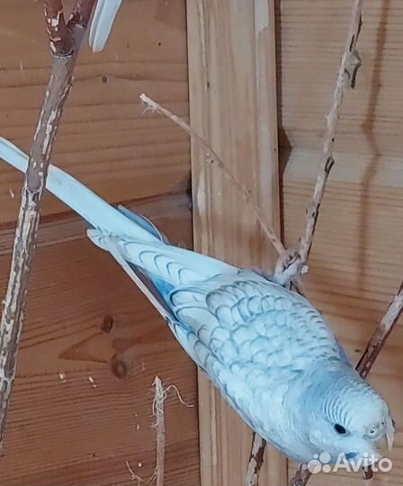 Птенцы волнистого попугая