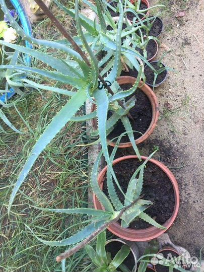 Золотой ус, алоэ, каланхое- лекарственные растения