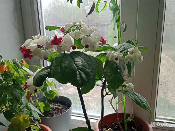 Комнатные растения цветы