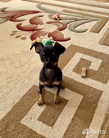 Той-терьер щенки девочка