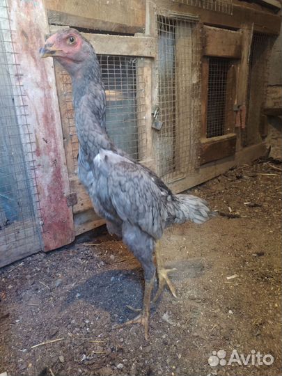 Бойцовые петухи