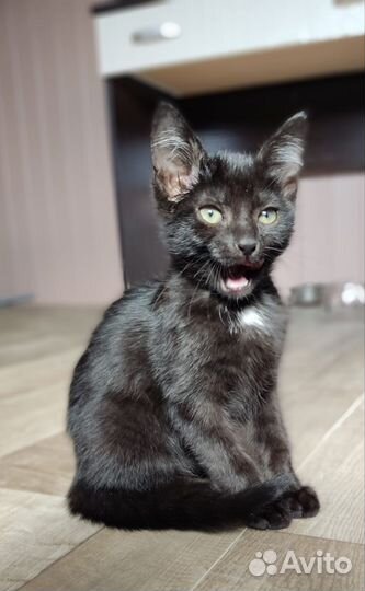 Черный котенок