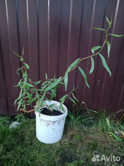 Ива извилистая