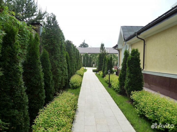 Туи смарагд