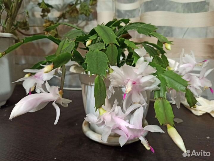 Декабрист шлюмбергера рождественник